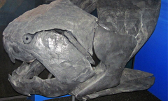 Fish Scientists Members Teeth Prey Dunkleosteus