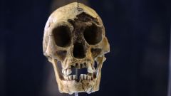 Years H Erectus Researchers Species H Floresiensis Humans