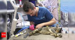 Koalas Chlamydia Vaccine New South Wales Habitat South Wales