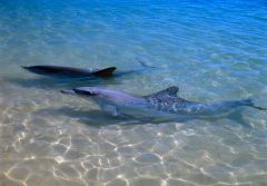 Dolphins Aging Bay Shark Dna Relationships