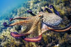 Brain Brains Species Octopuses Cephalopods Humans