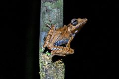 Species Frog Kubah National Park Frogs Visitors Kubah Park Ranger Muhammed Tajuddin
