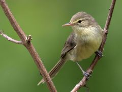 Birds Species Guadalupe Junco Rodrigues Warbler Rodrigues Conservation