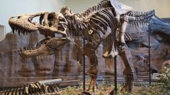 T Rex Rib Structures Research Blood Vessel
