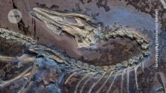 Birds Archaeopteryx Bird Fossils Years Baminornis