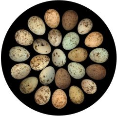 Host Cuckoo Cuckoos Species Eggs Color