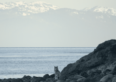 Wolves Otters Sea Sea Otters Prey Deer
