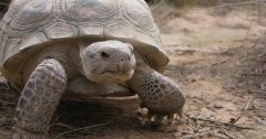 Bolson Tortoise Turner Endangered Species Fund Species Tesf Bolson Tortoise Recovery Colossal Foundation