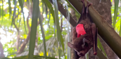Bat Bats Prey Time Night Sound