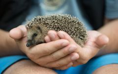 Hedgehog Animal Behavior Huffing Quilling Activity