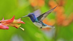Dr Heath Hummingbirds Nectar Hummingbird Feeders Plants