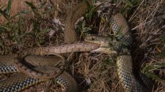 Cannibalism Snakes Behavior Reports Snake Study