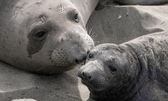 Seals Birth Experience Ad Colony Sites
