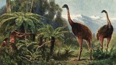 Moa Species Wolf New Zealand Birds Dna