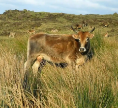 Cattle Cows Amsterdam Island Animals Island's Herd