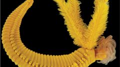 Sea Worm Sulfide P Hessleri Deep Sea Worm's
