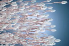 Sperm Animals Machinery Life Body Biorxiv Doi