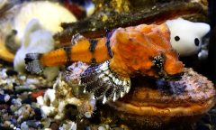 Fish Rockhead Pit Geldof Nautilus Members Ad