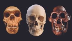 Neanderthals Researchers Humans Years Gene Blood