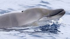 Whales Whale Beaked Whales Researchers Pitman North Pacific