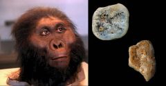 Paranthropus Species South Africa Years East Africa H Habilis