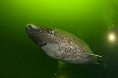 Greenland Heart Shark Sharks Scuola Normale Superiore Greenland Shark