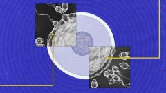 Sperm Egg Cells Way Body Pitnick