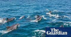 Dolphins Boats Dolphin Man Fishing Jeju Island