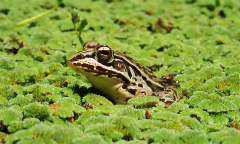 Frogs Hornet Ad Experience Hornets Ad Free