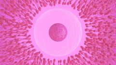 Sperm Eggs Egg Science Time Mammals