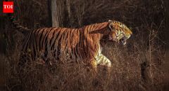 Tiger Tigers Reserves Prey Density Reserve