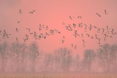 Species Flu Bird Influenza Virus Wildlife