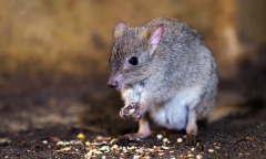 B Lesueur B Penicillata Species Seeds Experience Ad