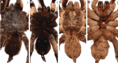 Dr Zamani Genus Palps Tarantulas Satyr King New Genus