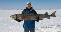 Fish Lake Sturgeon Waters Scientists Minnesota Sturgeons