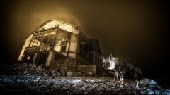 Year Image Van Den Heever Wildlife Hyena Photographer