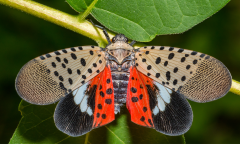 Lanternflies Nautilus Members Members Ad Experience Ad Free