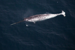 Narwhals Researchers Animals Dr Podolskiy Whale Sound