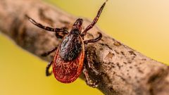 Ticks Tick Cattle Disease San Francisco Fever