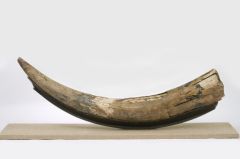 Species Mastodon Mastodons Pacific Mastodon North America Nova Scotia