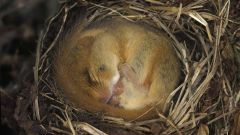 Hibernation Health Regions Dna U Fto