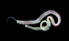 Ad Experience Worms Nanglu Ad Free Question