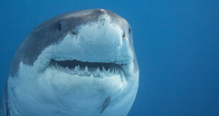 Shark Sharks Humans Feet Great White Living