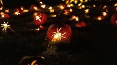 Researchers Worm Scientists Tarantulas Bats Spider