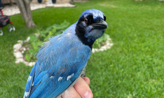 Grue Jay Species Bird Climate Experience Hybrid