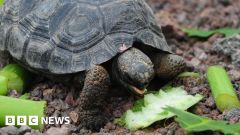 Tortoises Floreana Gal Aacute Pagos Island Isabela Island Giant Tortoises Chelonoidis Niger Niger