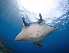 Manta Manta Ray Manta Ray Day Rays Manta Rays Manta Trust