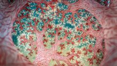 Statement Wildlife Image Time Tree Egg