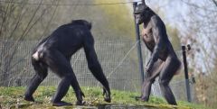 Bonobos Aggression Chimpanzees Study Groups Females