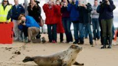 Species Sea Climate Change List Conservation